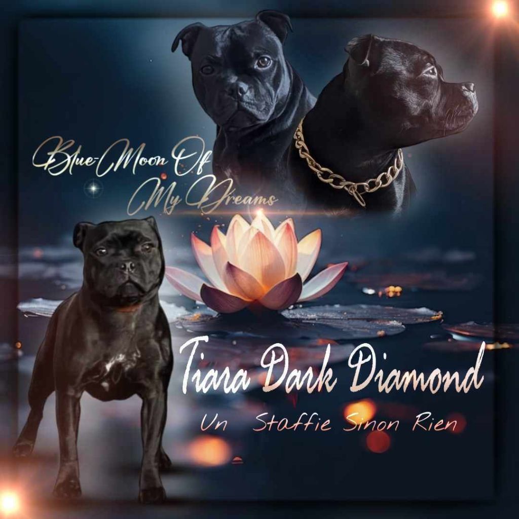 Tiara dark diamond Un Staffie Sinon Rien