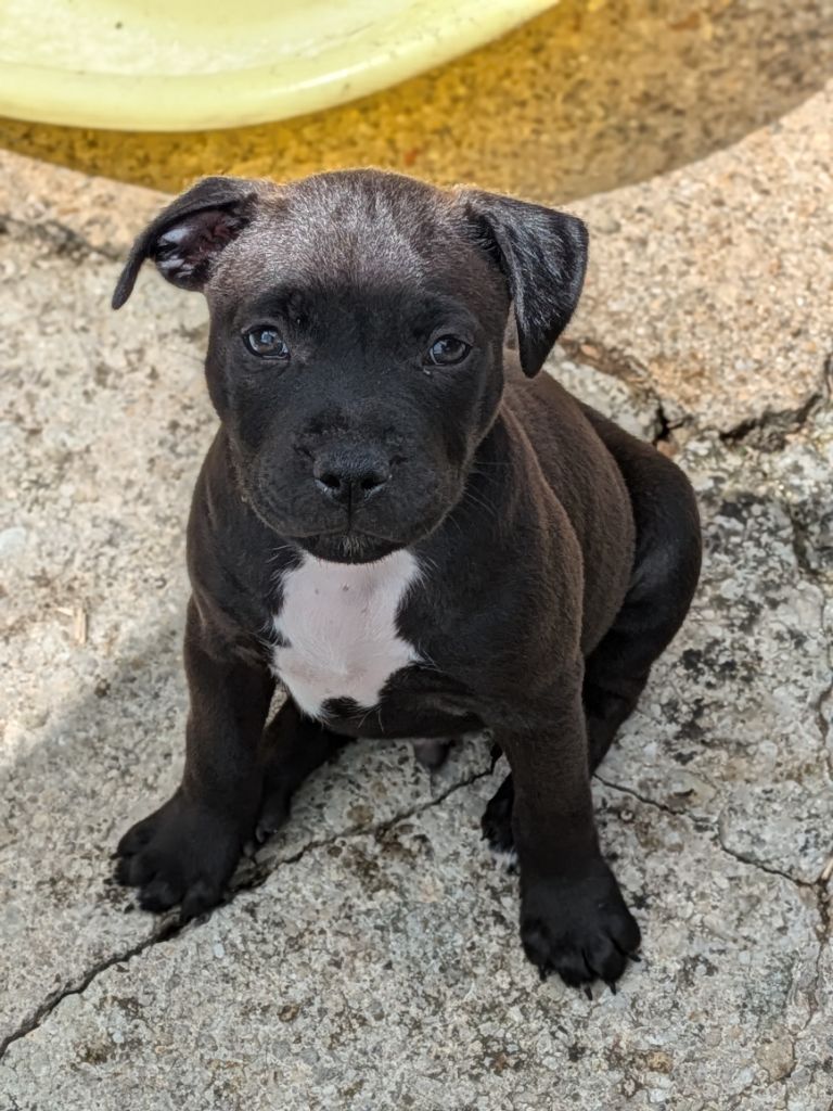 Of Blue-moon Of My Dreams - Chiot disponible  - Staffordshire Bull Terrier