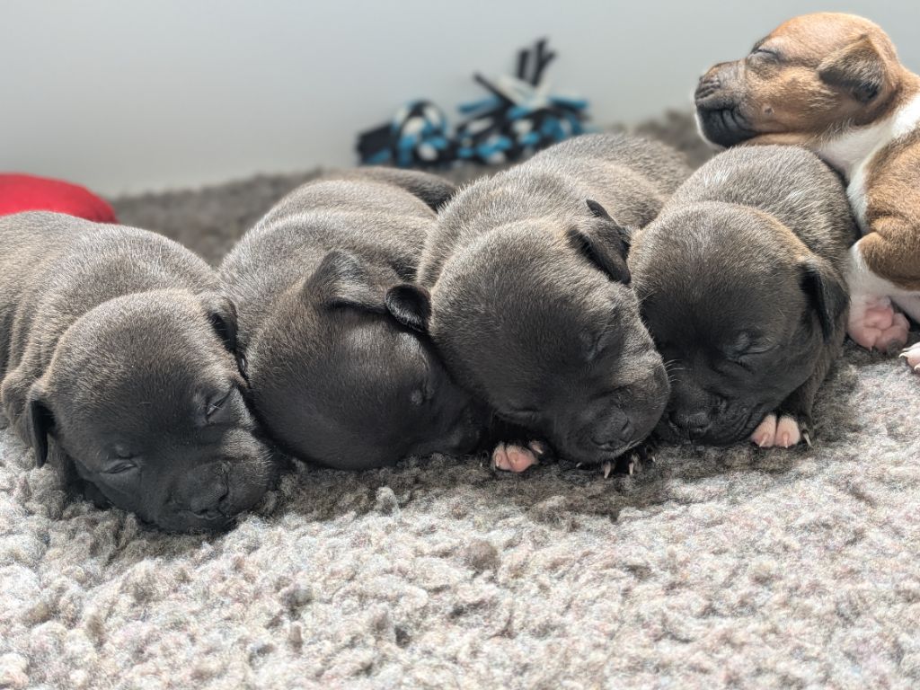 Chiot Staffordshire Bull Terrier Of Blue-moon Of My Dreams