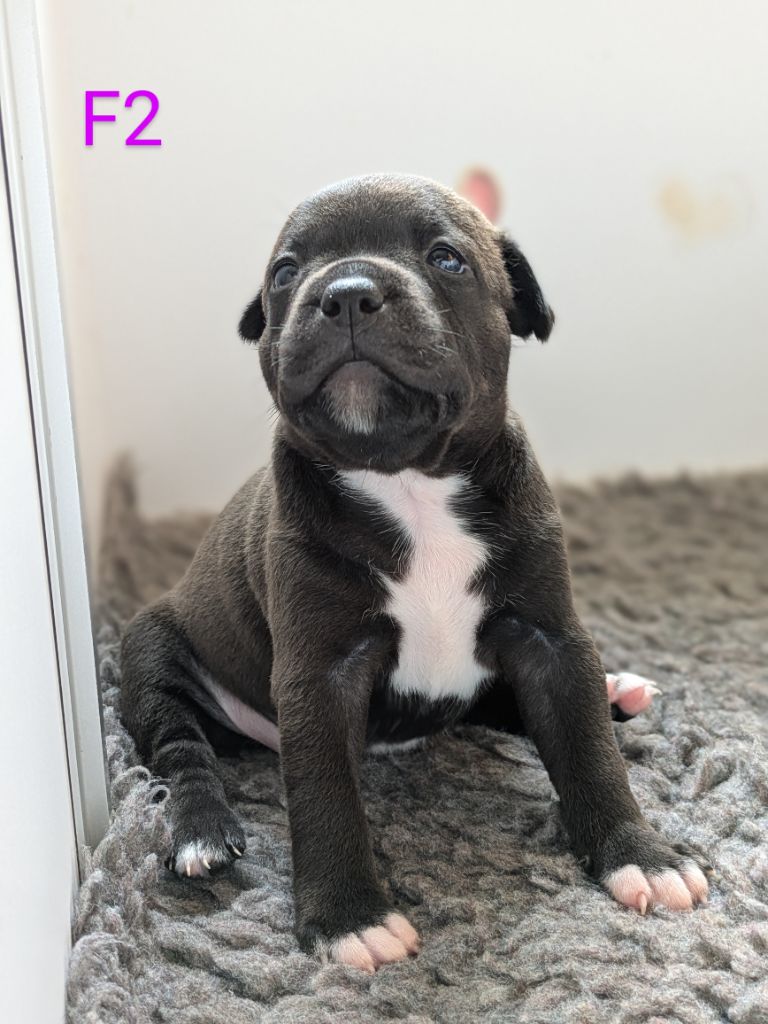 Of Blue-moon Of My Dreams - Chiots disponibles - Staffordshire Bull Terrier