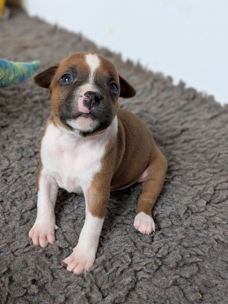 Of Blue-moon Of My Dreams - Chiots disponibles - Staffordshire Bull Terrier