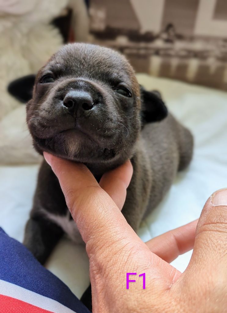 Of Blue-moon Of My Dreams - Chiots disponibles - Staffordshire Bull Terrier
