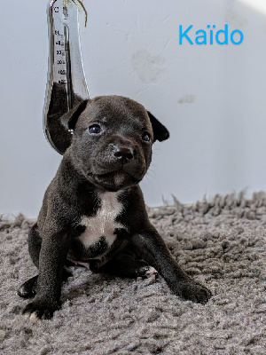 CHIOT 3