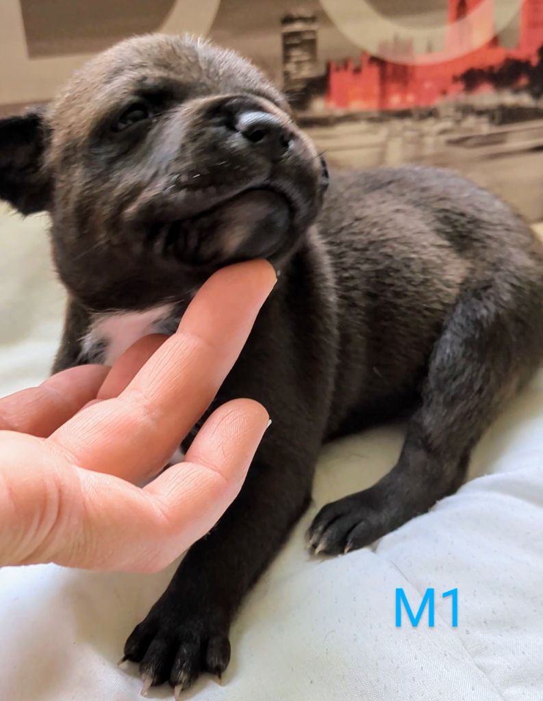 Of Blue-moon Of My Dreams - Staffordshire Bull Terrier - Portée née le 11/05/2025
